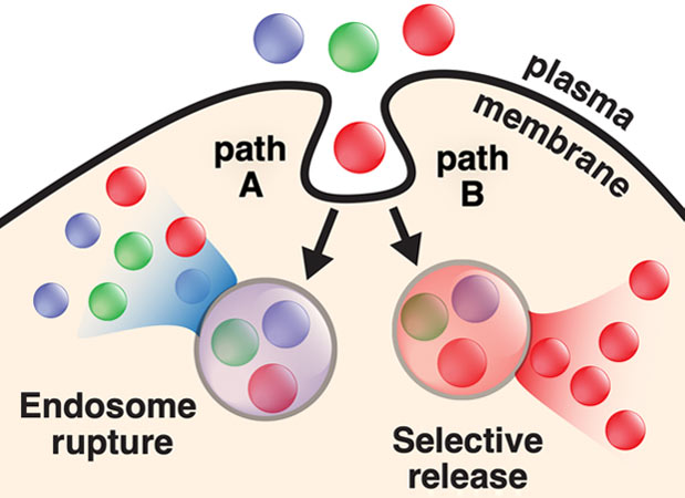 Two-color nanoscopy of organelles for extended times with HIDE probes